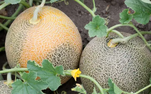 Deux melons mûrs, l'un jaune et l'autre vert, poussent sur un pied de melon. Une petite fleur jaune est visible.
