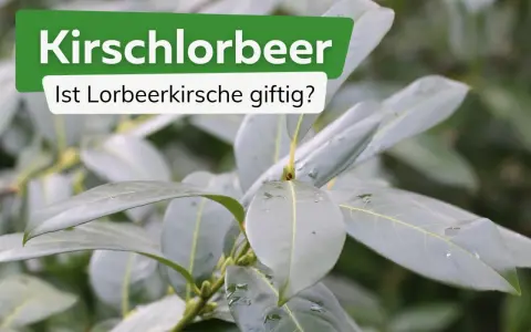 Kirschlorbeer: Ist Lorbeerkirsche giftig? Grüne Blätter einer Pflanze, die Fragen zur Giftigkeit aufwirft.