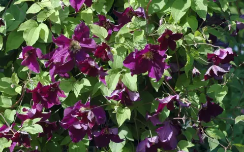 Üppige, dunkelviolette Clematisblüten mit grünen Blättern. Die richtige Clematis Pflege sorgt für diese Blütenpracht.