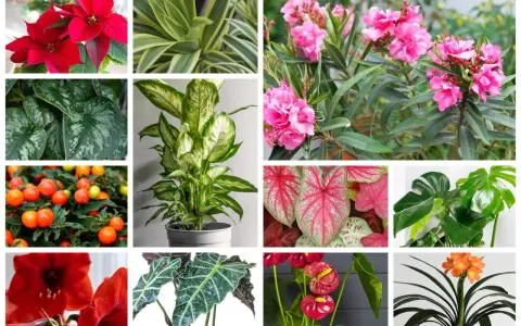 Kolaż roślin: gwiazda betlejemska, dracena, oleander, scindapsus, difenbachia, kaladium, monstera, amarylis, alokazja, anturium, klivia. Niektóre z nich to najbardziej trujące rośliny.