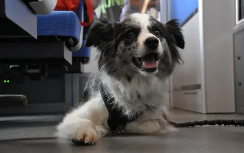 Pies w PKP? Bilet, zasady i komfort podróży krok po kroku!