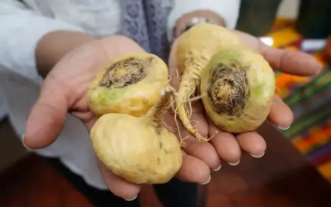 Mains tenant des racines de maca jaunâtres, certaines montrant des signes de pourriture. Le danger de la maca réside dans sa conservation.