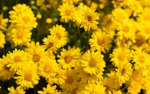 Un champ de chrysanthèmes jaunes éclatants, évoquant la vitalité et le bien-être, peut-être liés à des recherches sur le chrysanthellum et la perte de poids.