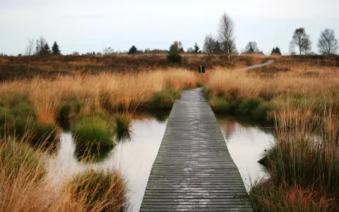 Holzsteg führt durch das **hohe Venn** mit goldenem Gras und Wasser. Ein friedlicher Pfad durch die Natur.