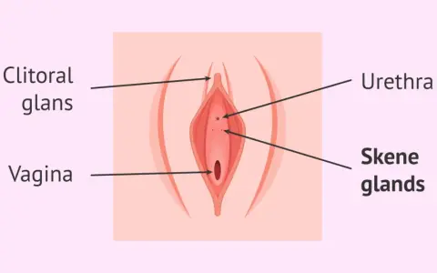 Anatomia kobiecej kobiecej prostaty (gruczołów Skene), cewki moczowej i pochwy.