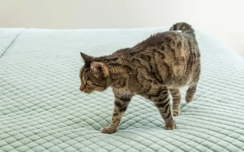En randig katt smyger fram över en ljusgrön, quiltad yta, nosen lågt mot underlaget som om den försöker lukta sig till något, kanske en olycka där en katt luktar kiss.
