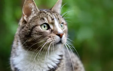 Kot z zielonymi oczami, czujnie obserwujący otoczenie. Czy koty jedzą myszy? Ten kot wygląda, jakby był gotów na polowanie.