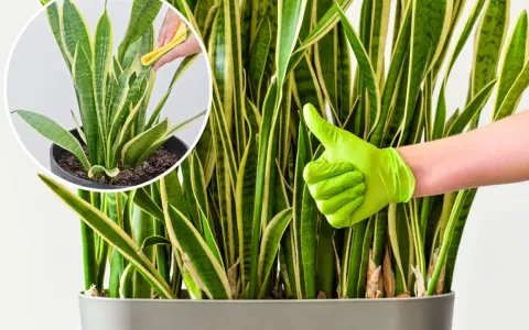 Pielęgnacja kwiatu sansewieria cylindryczna: czyszczenie liści i kciuk w górę.
