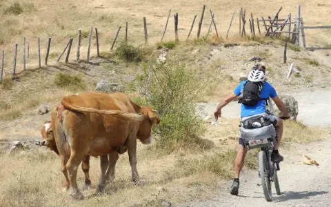 Ciclista in fuoristrada incontra mucche sull'Alta Via dei Monti Liguri MTB.