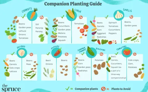 Companion planting guide showing what vegetables grow well together, like carrots with beans and tomatoes with basil.