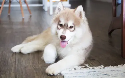 Co jedzą szczeniaki husky? Kluczowe informacje o ich diecie