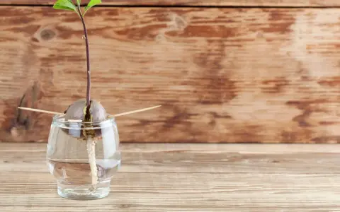 Ein Keimling wächst aus einem Avocadokern, der mit Zahnstochern in einem Glas Wasser steckt. Der Beginn, Avocado ziehen.