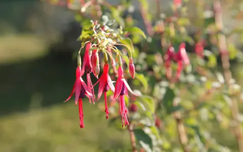 Grappe de fleurs de fuchsia en pot, aux pétales rouges vifs et pourpres, se balançant doucement.