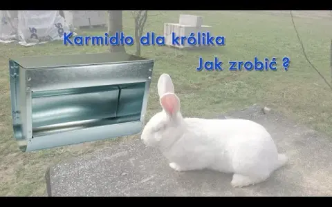Jak zrobić karmnik dla królików - proste i tanie rozwiązania DIY