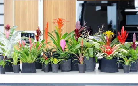 Rząd doniczek z najpiękniejszymi kwiatami egzotycznymi: bromeliami w odcieniach czerwieni, różu, pomarańczy i żółci.