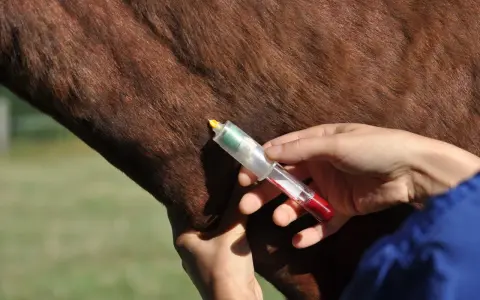 Prélèvement sanguin sur un cheval, potentiellement pour une liste produits dopants chevaux.