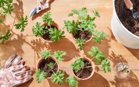 Gardening supplies and small potted geraniums ready for planting. This setup shows how to propagate geraniums with pruning shears, gloves, and a watering can.