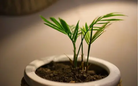 Młoda palma w białej doniczce, z widoczną ziemią. Idealna jaka ziemia do palmy dla zdrowego wzrostu.