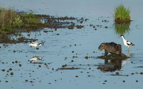 Rozlewiska Warty: nutria i szablodziób czarno-biały stoją w płytkiej wodzie, odbijając się w tafli.