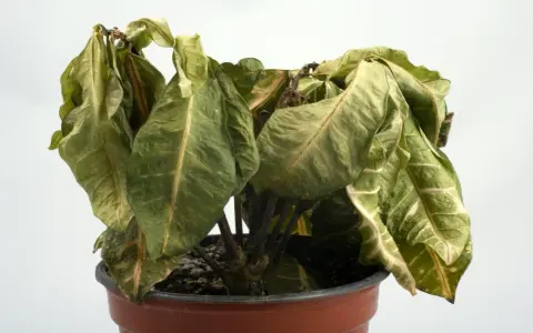 Planta marchita en maceta, con hojas secas y caídas. ¿Cómo revivir una planta en este estado?