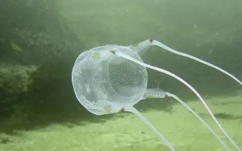 Un velum meduse trasparente, con puntini bianchi, fluttua nell'acqua verde, mostrando i suoi lunghi tentacoli rosa.