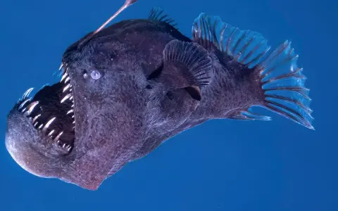 Un pez abisal oscuro con una boca llena de dientes afilados y un señuelo bioluminiscente sobre su cabeza, nadando en aguas profundas.