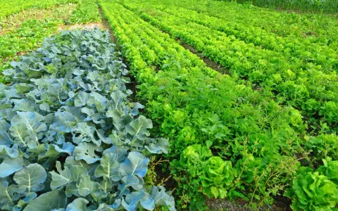 Un rigoglioso terreno incolto con file di cavoli blu e lattuga verde brillante.