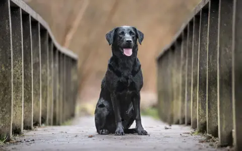Czarny labrador siedzi na drewnianym moście. Zastanawiasz się, ile żyją labradory? Ten przyjaciel wygląda na zdrowego i szczęśliwego.