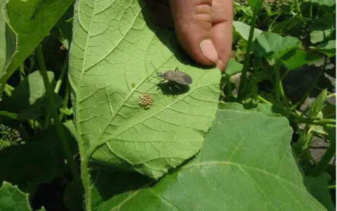 A hand points to a squash bug and its cluster of eggs on a large green leaf, showing how to kill squash bug eggs by removing them.