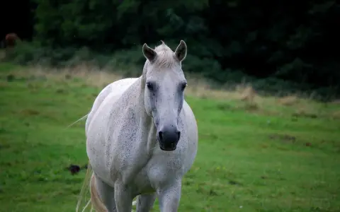 Ein weißer Lipizzaner steht auf einer grünen Wiese. Er blickt direkt in die Kamera.