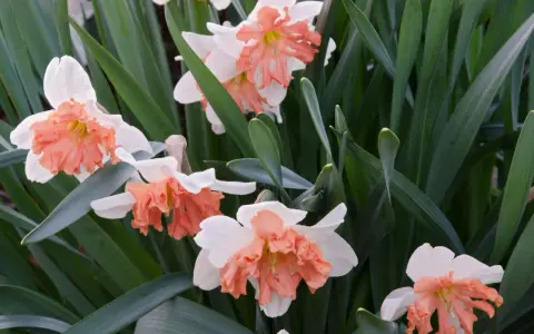 Close-up of white daffodils with ruffled peach coronas, surrounded by lush green foliage. The gardener is deadheading them to encourage new blooms.