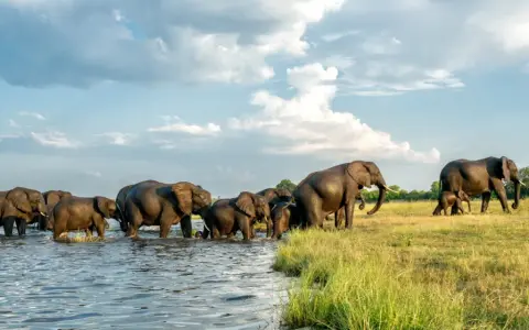 Stado słoni przeprawia się przez rzekę, tworząc niezapomniany widok podczas botswana wycieczki.