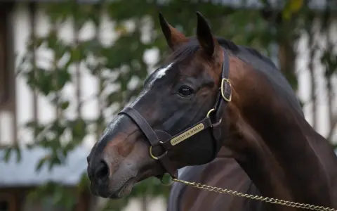 Profil du cheval Diamant de Semilly, un étalon brun avec une étoile blanche sur le front, portant une bride en cuir.