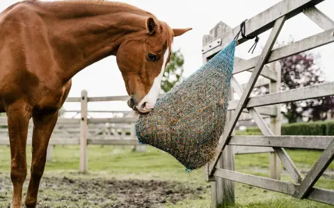Cheval brun mangeant dans un filet à foin. Attention aux symptômes de fourbure cheval, une alimentation lente est préférable.