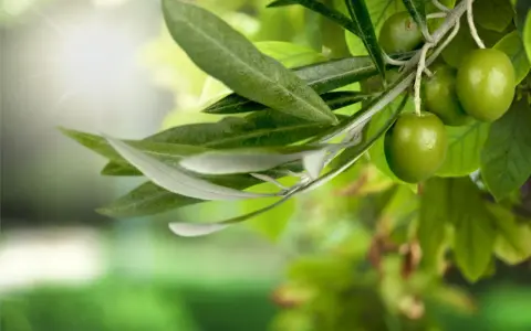Branche d'olivier avec des olives vertes et une feuille d'olivier, baignée par la lumière du soleil.