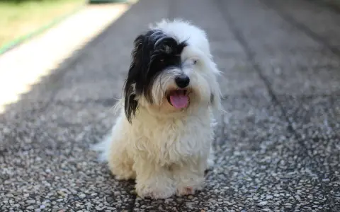 Uroczy coton de tulear z czarną łatką na oku siedzi na kamienistej ścieżce, dysząc z językiem na wierzchu.