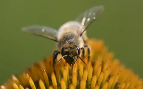 Eine Biene sammelt Nektar auf einer Blüte. Dieser Nektar wird zu honig gesund, einem wertvollen Naturprodukt.