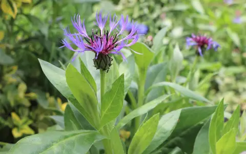 Eine lila berg flockenblume entfaltet ihre zarten Blütenblätter inmitten grüner Blätter.