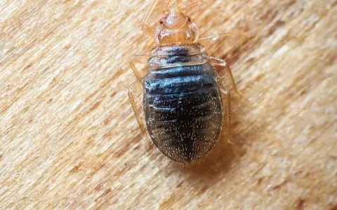 Un insecto, probablemente una chinche de campo, se arrastra sobre una superficie de madera.