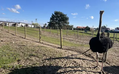 Strusie na farmie Kniewo pod błękitnym niebem. Jeden struś z długą szyją stoi na pierwszym planie.