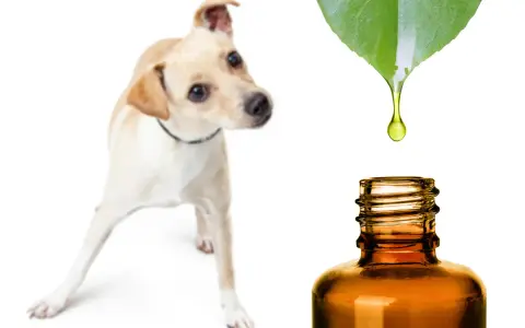 Un chien curieux regarde une goutte d'huile essentielle tomber d'une feuille verte dans un flacon. Une solution naturelle pour l'huile essentielle puce chien.