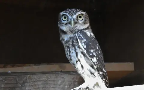Un mochuelo europeo, con sus grandes ojos amarillos, posa en una viga de madera.