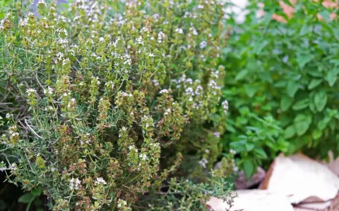 Ein dichter Thymianbusch mit vielen kleinen weißen Blüten. Perfekt, um Thymian zu vermehren und den Garten zu verschönern.