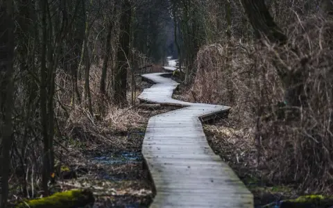 Kręta kładka przez mokradła w Kampinoskim Parku Narodowym. Szlaki prowadzą przez gęsty, mroczny las.