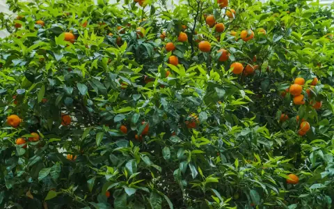 Un luxuriant mandarinier en pot, couvert de feuilles vertes vives et de nombreux fruits orange mûrs, promet une récolte savoureuse.