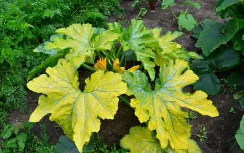 Foglie di zucchine ingiallite e macchiate, sintomo di peronospora. Fiori gialli spuntano tra le foglie malate.