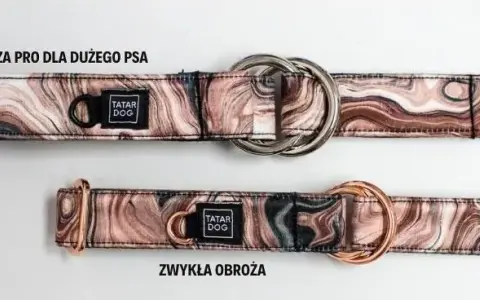 Jaką obrożę dla cane corso wybrać, aby zapewnić mu komfort?