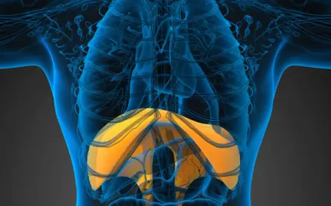 Anatomia umana con evidenziato l'emidiaframma destro sollevato, parte del sistema respiratorio.