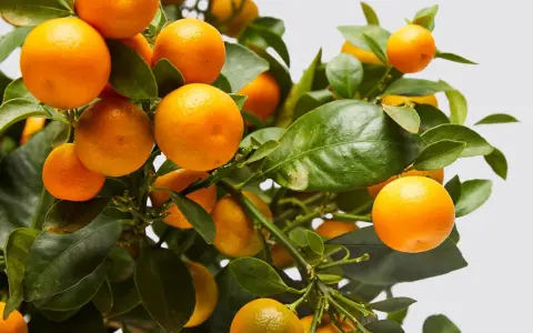 Naranjos cargados de frutos, listos para ser protegidos con insecticida para naranjos.