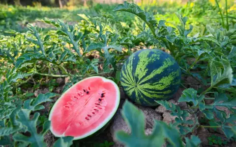 Dojrzała sadzonka arbuza z przekrojoną połówką i całą kulą wśród zielonych liści.